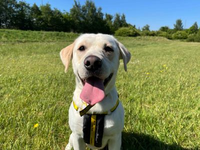 Ted, a 4 years old male Golden Retriever available for adoption from Dogs Trust in Glasgow, Scotland