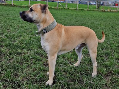 Bert | Bullmastiff Cross | Shrewsbury (Shropshire) - 3