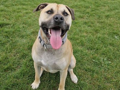 Bert | Bullmastiff Cross | Shrewsbury (Shropshire) - 2
