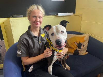 Rocco | Terrier (Staffordshire Bull) Cross | West Calder (Edinburgh) - 2