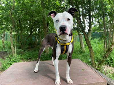 Rocco | Terrier (Staffordshire Bull) Cross | West Calder (Edinburgh) - 1