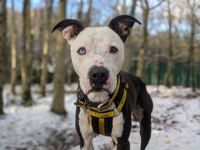 Colin | Terrier (Staffordshire Bull) Cross | West Calder (Edinburgh) - 4