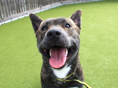 Dave | Terrier (Staffordshire Bull) Cross | Evesham (Worcestershire) - 2