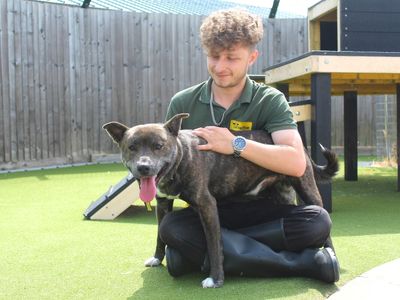 Dave | Terrier (Staffordshire Bull) Cross | Evesham (Worcestershire) - 3