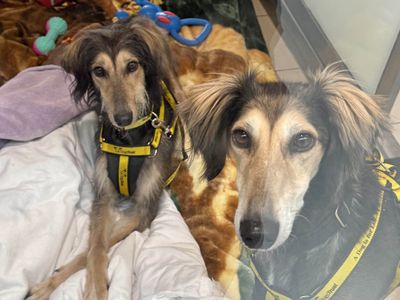 Sausage | Saluki | Basildon (Essex) - 3