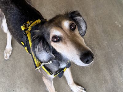 Sausage | Saluki | Basildon (Essex) - 5