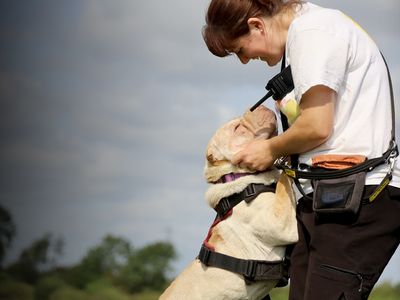 Ethel | Shar Pei | Leeds - 3
