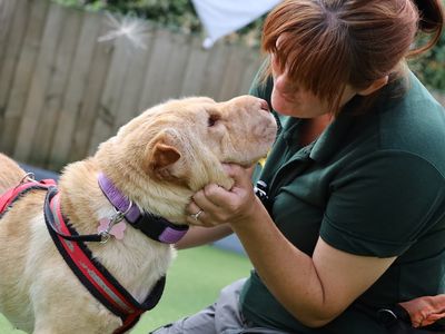 Martha | Shar Pei | Leeds - 3