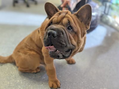 Eddie | Chow Chow Cross | Basildon (Essex) - 5