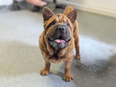 Eddie | Chow Chow Cross | Basildon (Essex) - 3