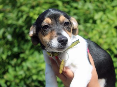 Rickie | Crossbreed | Merseyside (Liverpool)