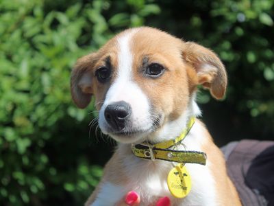 Greg | Crossbreed | Merseyside (Liverpool)