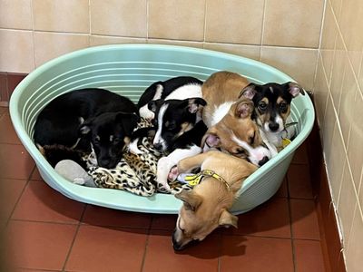 Charlie | Crossbreed | Merseyside (Liverpool)