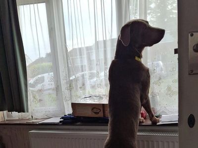 Arley | Retriever (Labrador) | Shoreham (Sussex) - 3