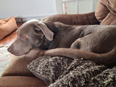 Arley | Retriever (Labrador) | Shoreham (Sussex) - 5
