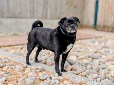 Bruno | Pug Cross | Cardiff - 3
