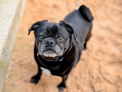 Bruno | Pug Cross | Cardiff - 5