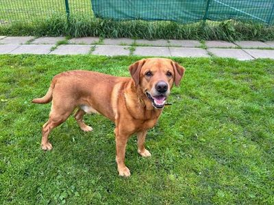 Archie | Retriever (Labrador) | West Calder (Edinburgh) - 2