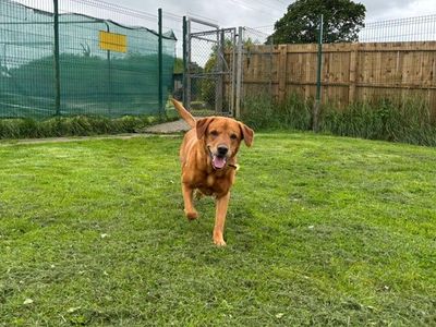 Archie | Retriever (Labrador) | West Calder (Edinburgh) - 3