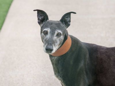 Beauty | Lurcher | Loughborough - 5