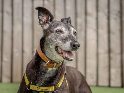 Beauty | Lurcher | Loughborough - 3