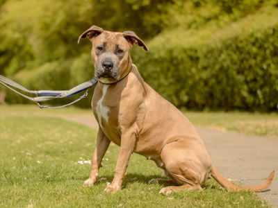 Stormy | Italian Corso Dog | Kenilworth (West Midlands)