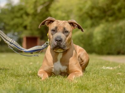 Stormy | Italian Corso Dog Cross | Kenilworth (West Midlands) - 3