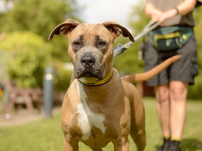 Stormy | Italian Corso Dog Cross | Kenilworth (West Midlands) - 5