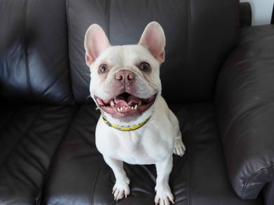 Buddy | French Bulldog | Darlington - 2