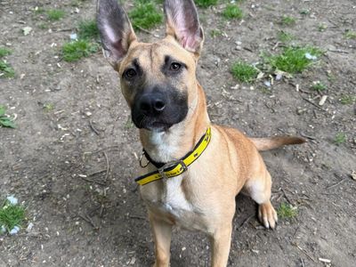 Lova | Belgian Shepherd Dog (Malinois) | Canterbury