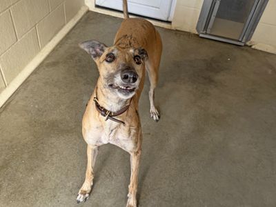 Kel | Greyhound | Basildon (Essex) - 3