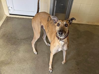 Kel | Greyhound | Basildon (Essex) - 5