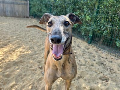 Kel | Greyhound | Basildon (Essex) - 3