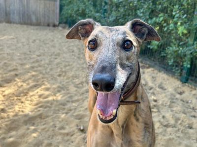 Kel | Greyhound | Basildon (Essex) - 5