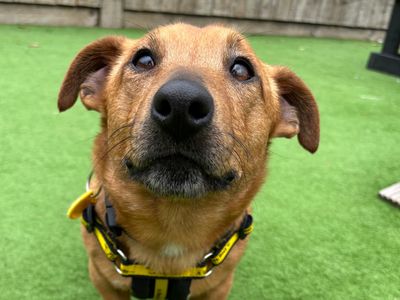 Digby | Terrier (Jack Russell) | Loughborough - 1