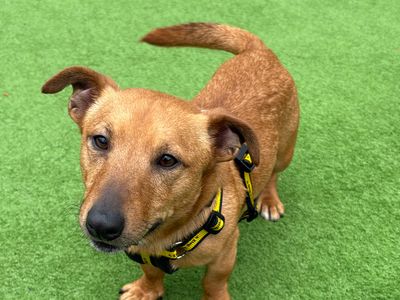 Digby | Terrier (Jack Russell) | Loughborough - 3