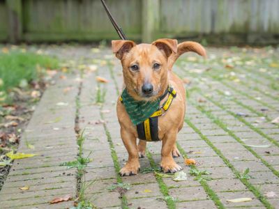 Digby, a 6 years old male Jack Russell Terrier available for adoption from Dogs Trust in Loughborough