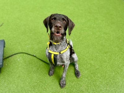 Baxter | Pointer (German Wirehaired) | Canterbury - 3