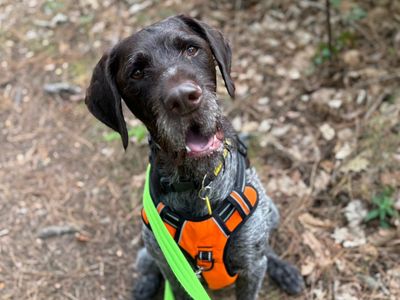 Baxter | Pointer (German Wirehaired) | Canterbury - 5
