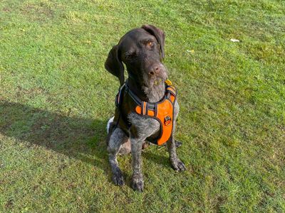 Baxter | Pointer (German Wirehaired) | Canterbury - 5