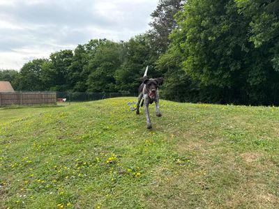 Baxter | Pointer (German Wirehaired) | Canterbury - 3