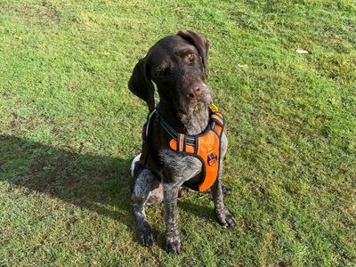 Baxter | Pointer (German Wirehaired) | Canterbury - 5