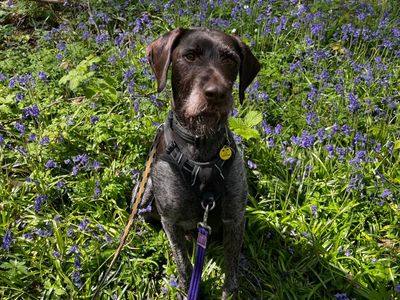 Baxter | Pointer (German Wirehaired) | Canterbury - 3