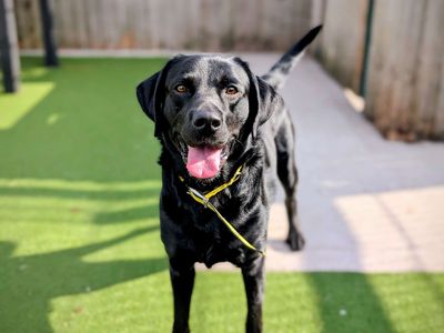 Teddy | Retriever (Labrador) | Cardiff - 3