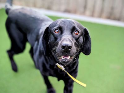 Teddy | Retriever (Labrador) | Cardiff - 5