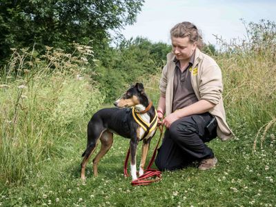 Allie | Lurcher | Loughborough - 2