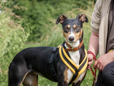 Allie | Lurcher | Loughborough - 3