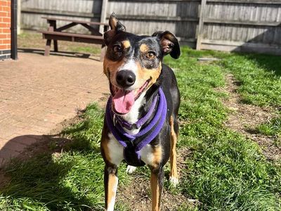 Allie, a 4 years old female Lurcher available for adoption from Dogs Trust in Leicestershire