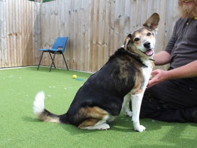 Sam | Beagle Cross | Evesham (Worcestershire) - 3