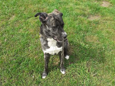 Miley | Crossbreed | Kenilworth (West Midlands) - 3